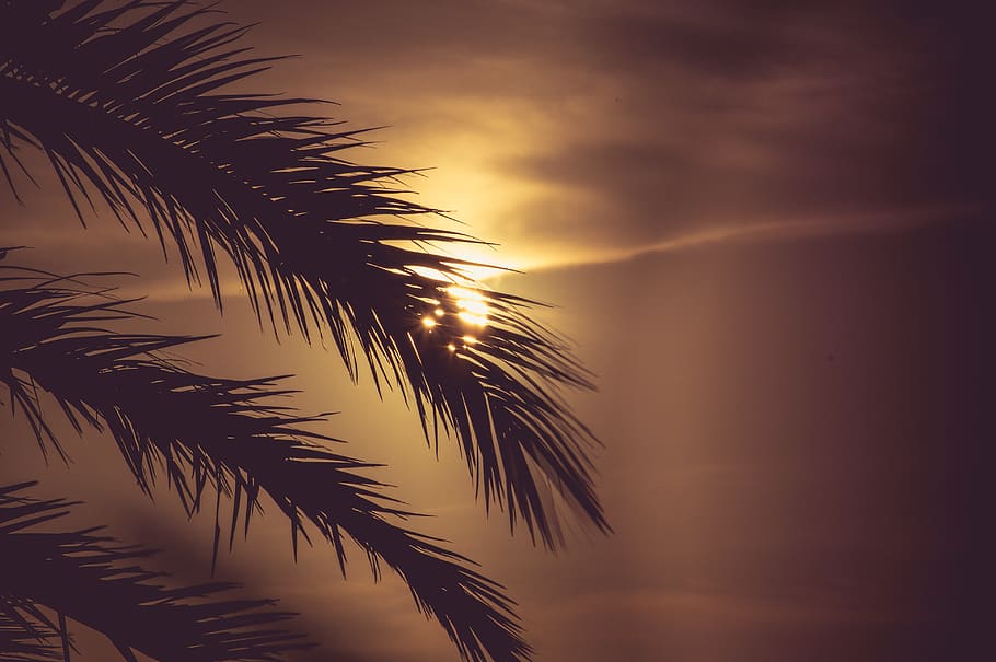 palm tree, sun, sunset, sea, beauty in nature, plant, sky, tropical climate HD wallpaper