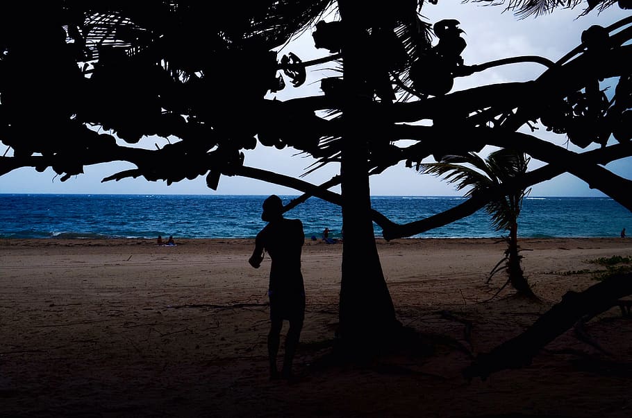 Silhouette Of Man Beside Tree Near Seashore, backlit, beach, branches HD wallpaper