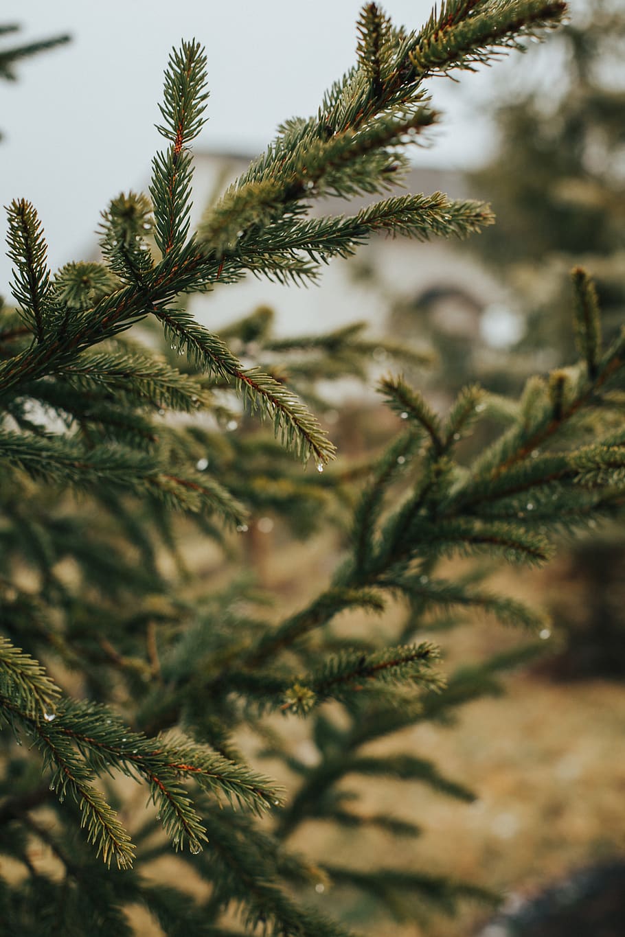 pine tree close-up photography, plant, conifer, fir, abies, christmas tree HD wallpaper