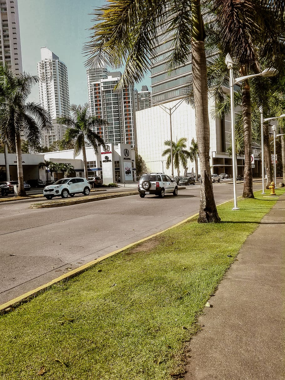 tree, plant, arecaceae, palm tree, road, path, car, vehicle HD wallpaper