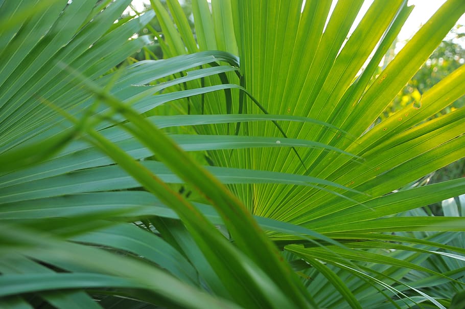 abstract, leaf, plant, background, backgrounds, botany, color HD wallpaper