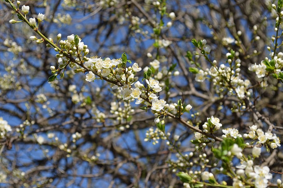 flowers, white, tree, nature, branch, season, blooming, spring HD wallpaper
