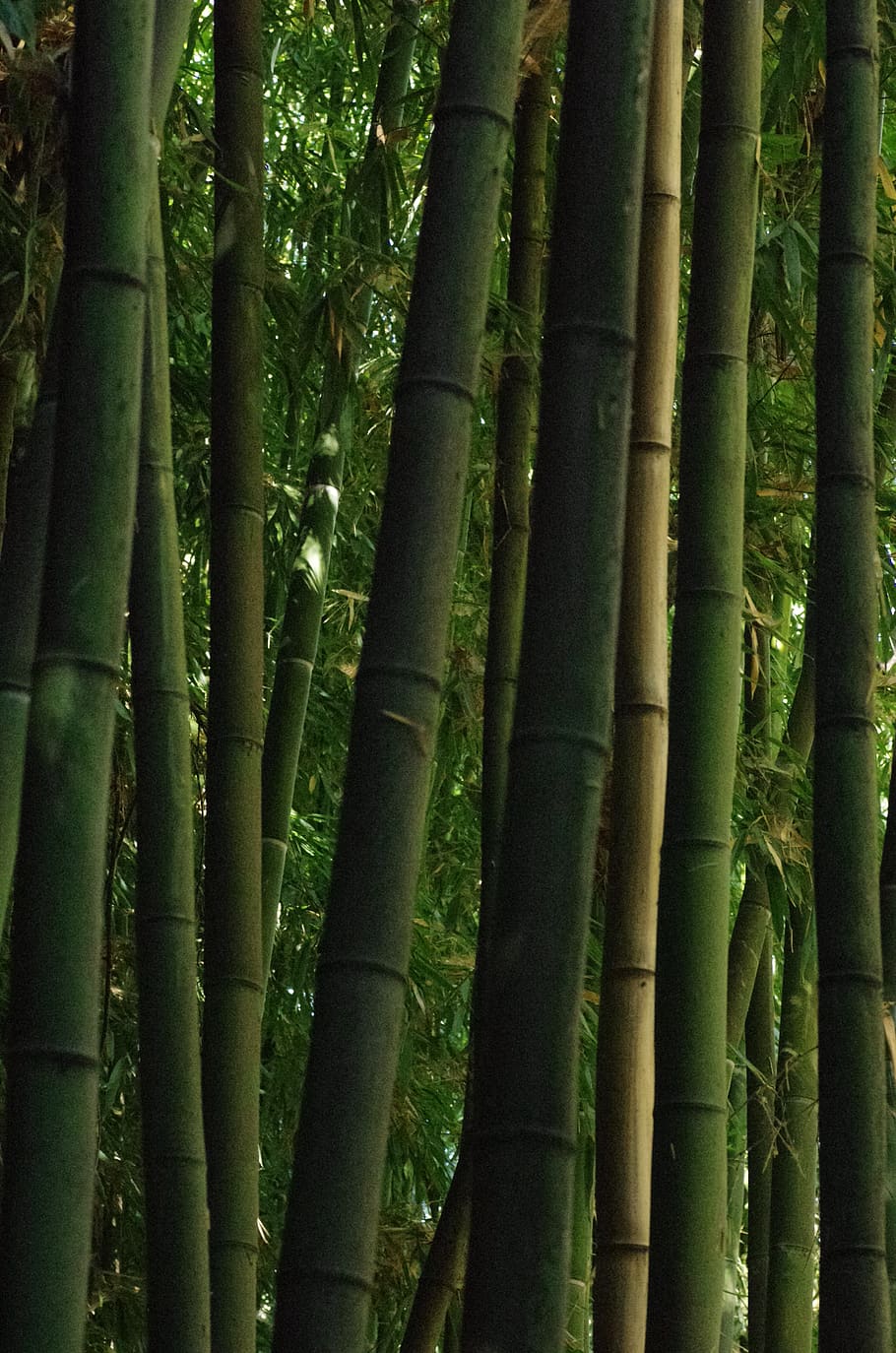 bamboo, forest, green, trees, bamboo - plant, bamboo grove HD wallpaper