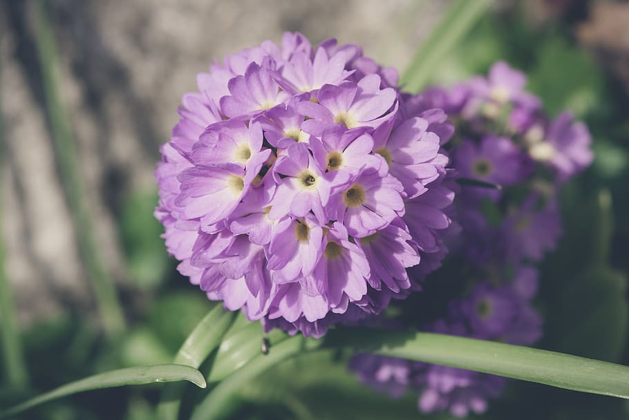 drumstick, flower, blossom, bloom, violet, purple, pink, garden HD wallpaper