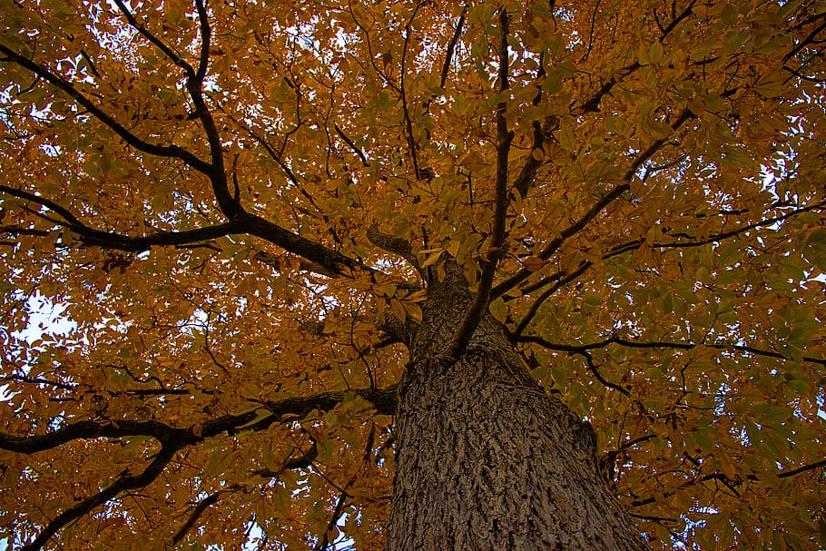 tree, branches, fall, fall colors, nature, autumn, colorful HD wallpaper