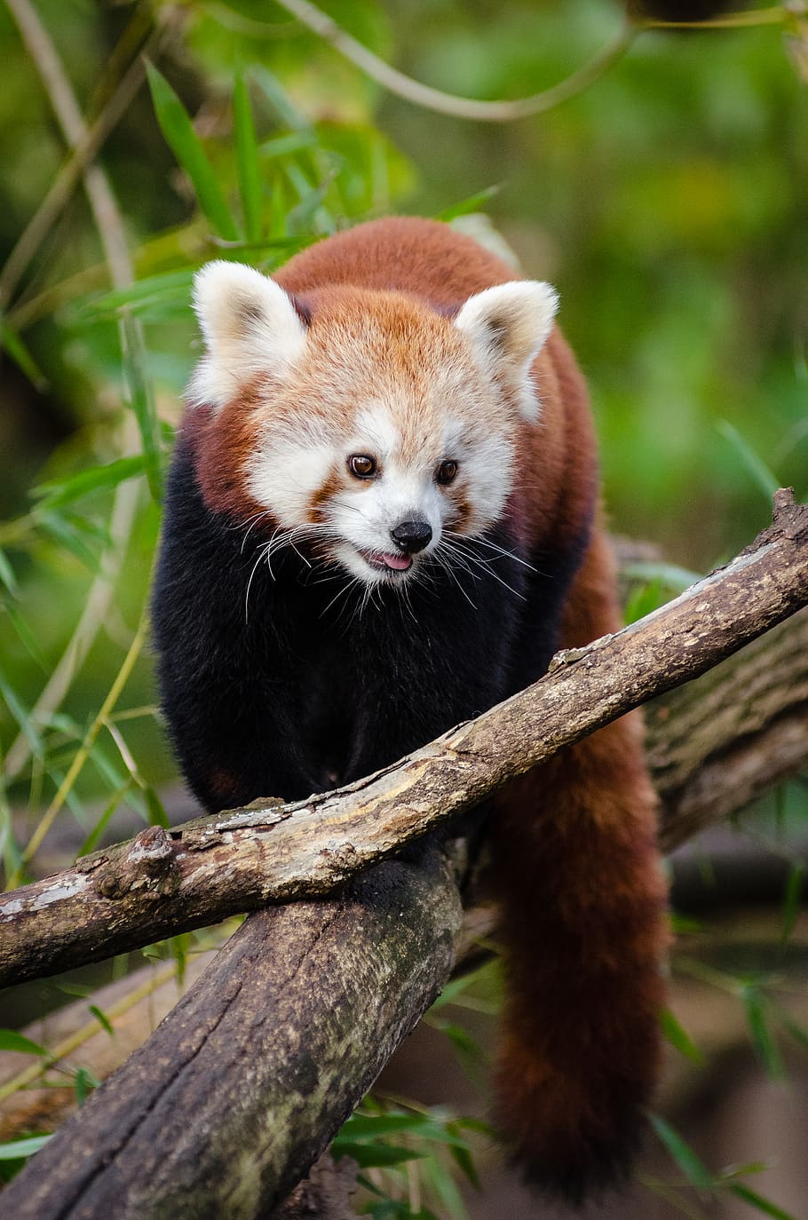 Red Panda Walking on Tree Log during Daytime, adorable, animal, HD wallpaper