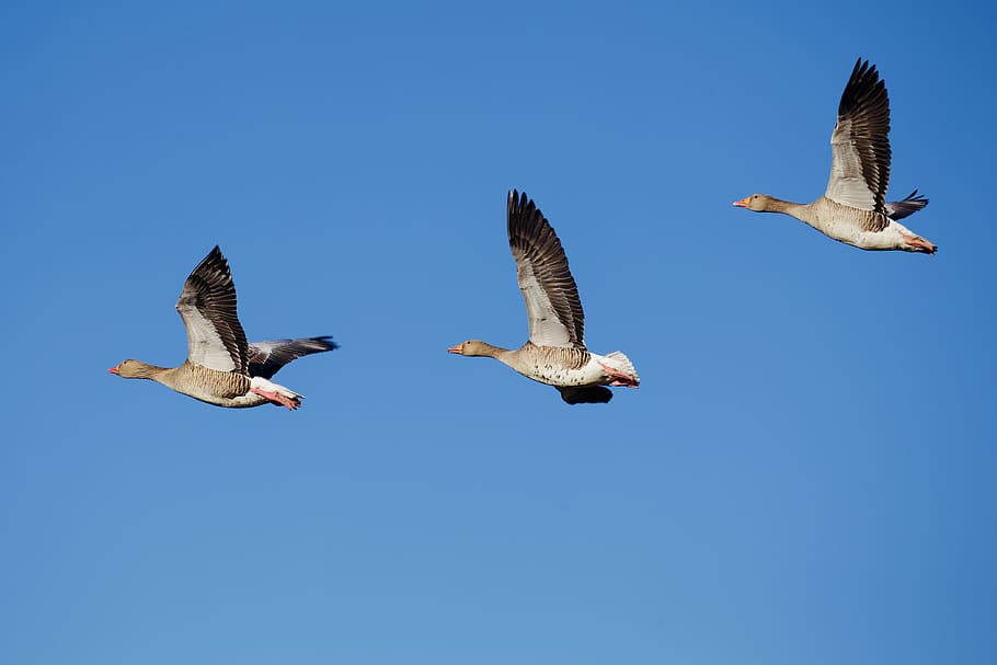 three gray seagulls in flight, flying, animal wildlife, animals in the wild HD wallpaper