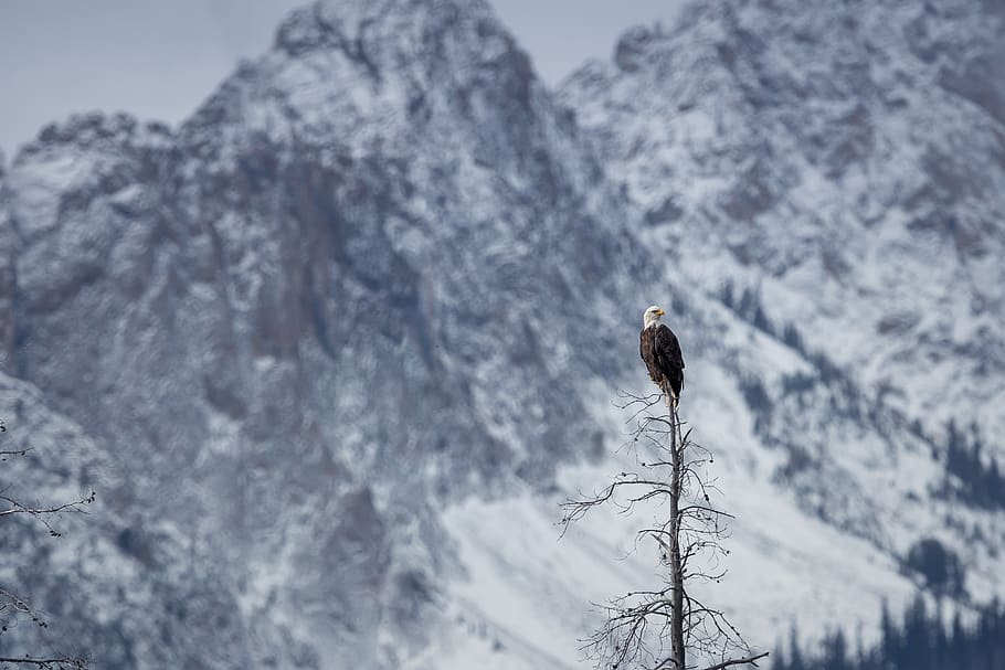 Eagle On Tree, cold, landscape, mountain, perched, snow, wildlife HD wallpaper