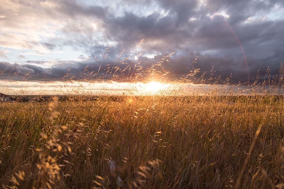 sunset, sun rays, fields, crops, plants, clouds, sky, rural HD wallpaper