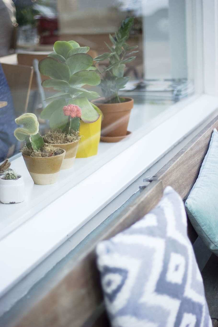 plant, cactus, window, interior, trendy, rotterdam, hotspot HD wallpaper