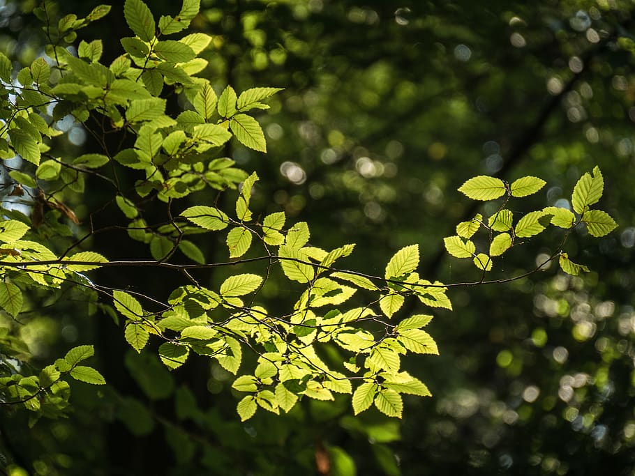 forest, tree, branch, backlighting, bright, plant, green color HD wallpaper