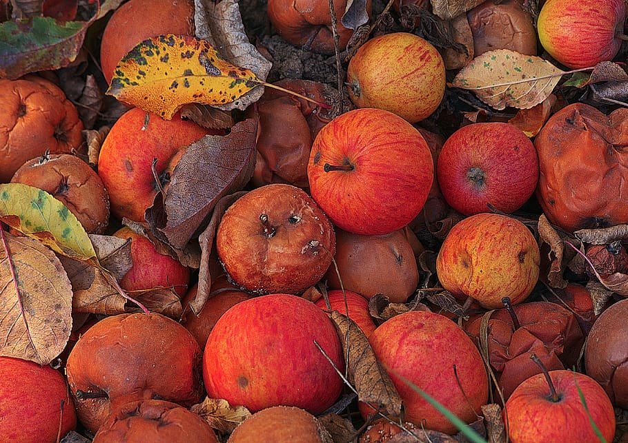 apple, windfall, fruit, orchard, fruits, autumn, lazy, mold HD wallpaper