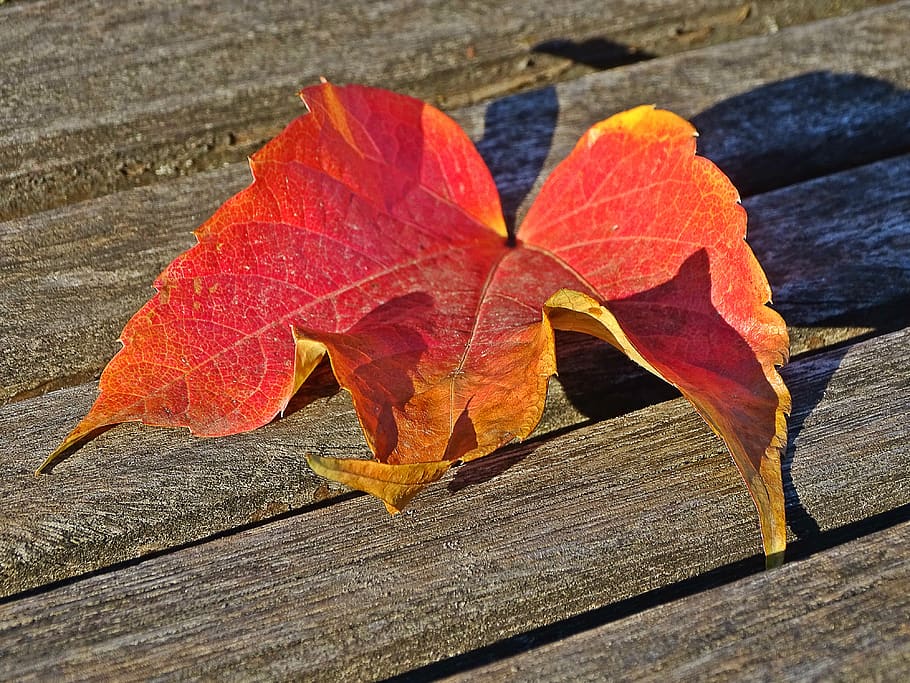 fall, leaf, wood, red, colorful, nature, rest, maple, plant part HD wallpaper