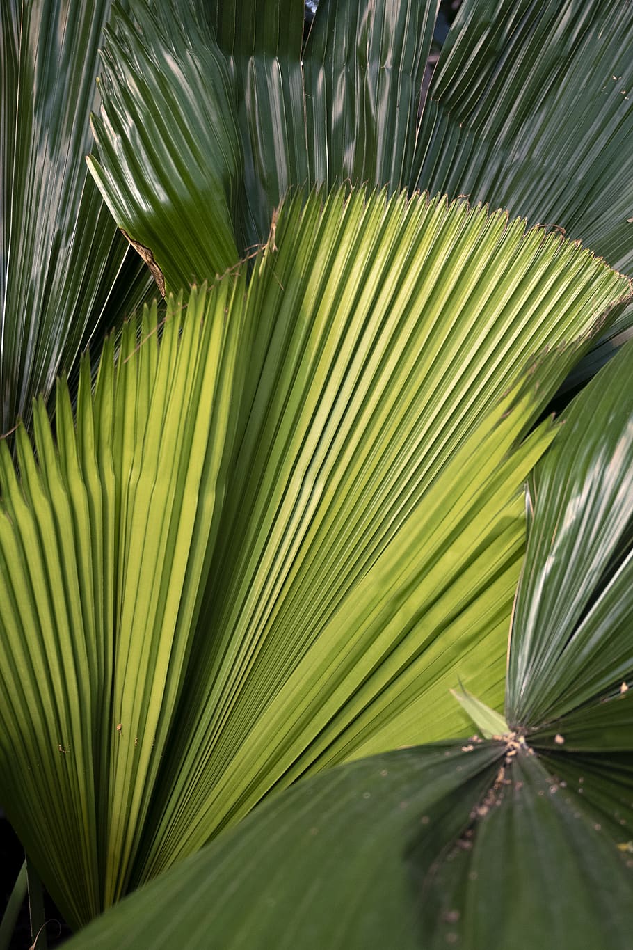 plant, leaf, tree, green, vegetation, nature, palm tree, arecaceae HD wallpaper