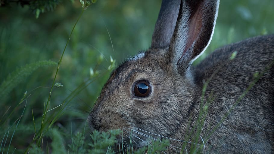 brown rabbit on green grass, animal themes, animal wildlife, mammal HD wallpaper
