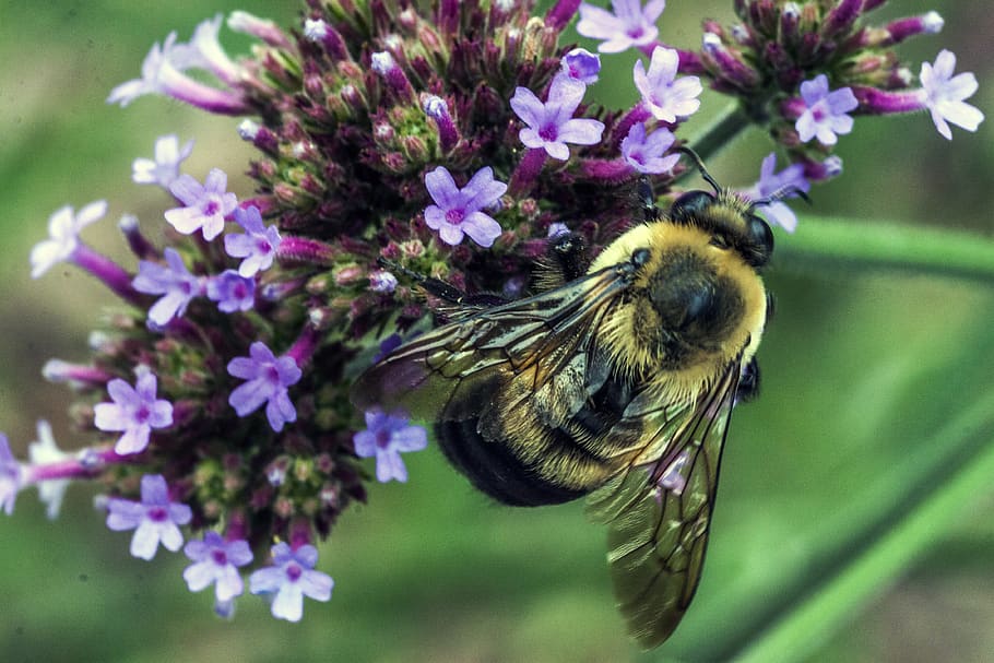 bee, macro, plant, one animal, flower, animal themes, flowering plant HD wallpaper