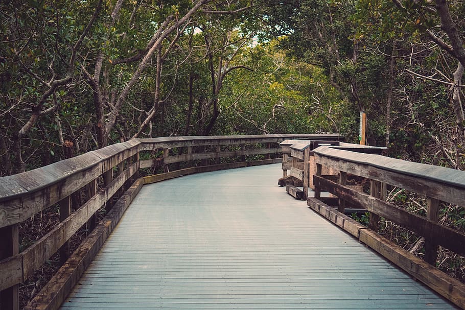 Photography of Wooden Bridge Near Trees, architecture, boardwalk HD wallpaper
