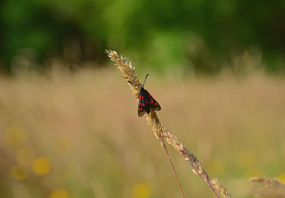bug, antenna, yellow, monarch, invertebrate, animals in the wild HD wallpaper