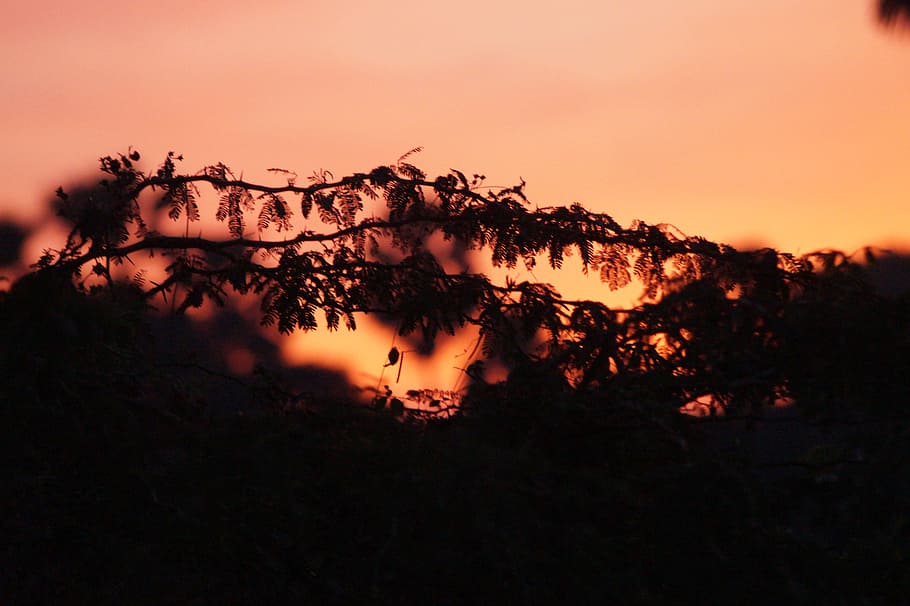 sun, trees, vegetation, sky, nature, plants, silhouette, sunset HD wallpaper