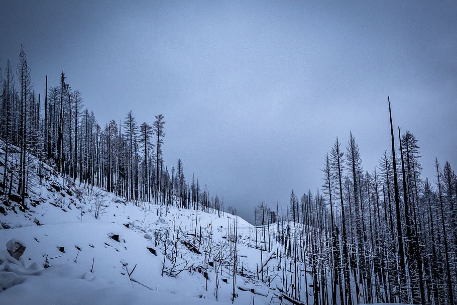 black bare trees, plant, abies, fir, nature, outdoors, conifer HD wallpaper