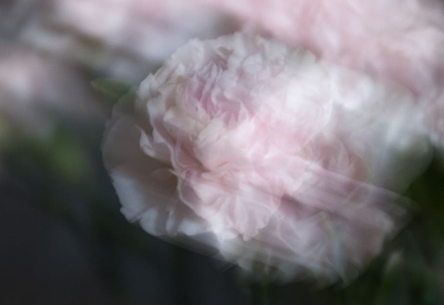 carnations, blur, pink, pink color, close-up, plant, flower HD wallpaper