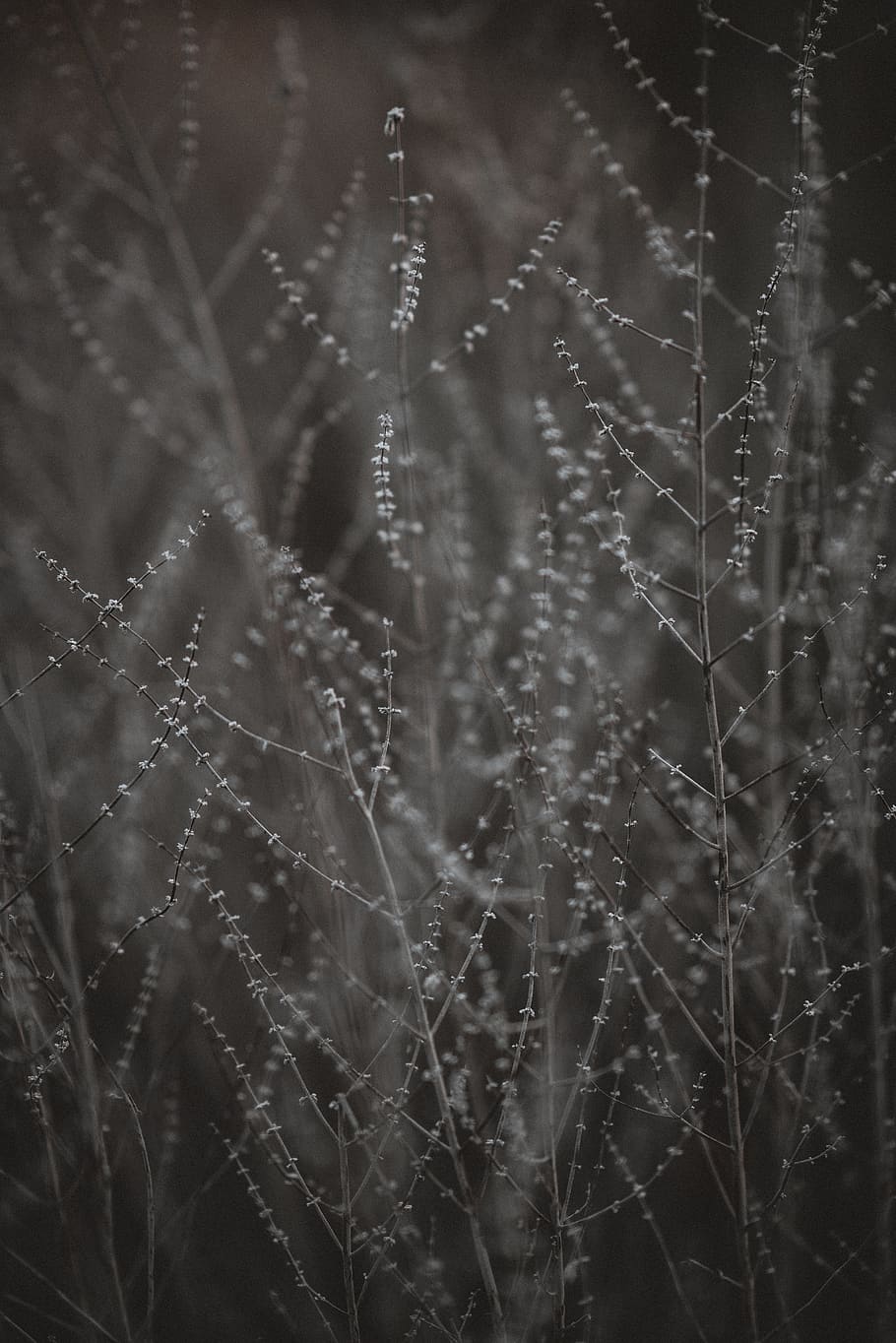 white flower, ice, outdoors, nature, grey, frost, snow, spider web HD wallpaper