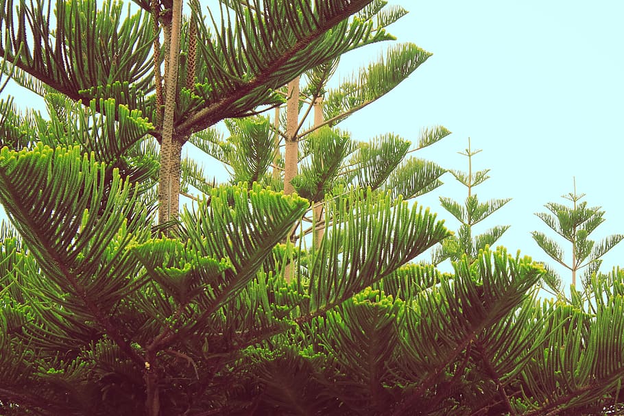 tree, nature, growth, norfolk pine, green, sky, forest, canopy, HD wallpaper