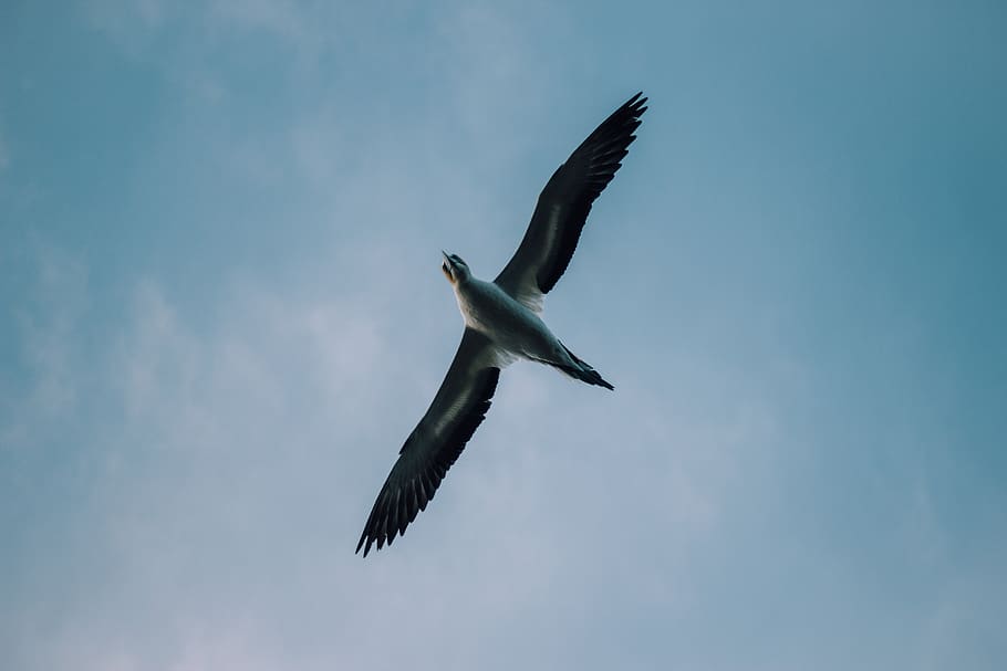 gray bird during daytime, seagull, sky, animal, booby, new zealand, HD wallpaper