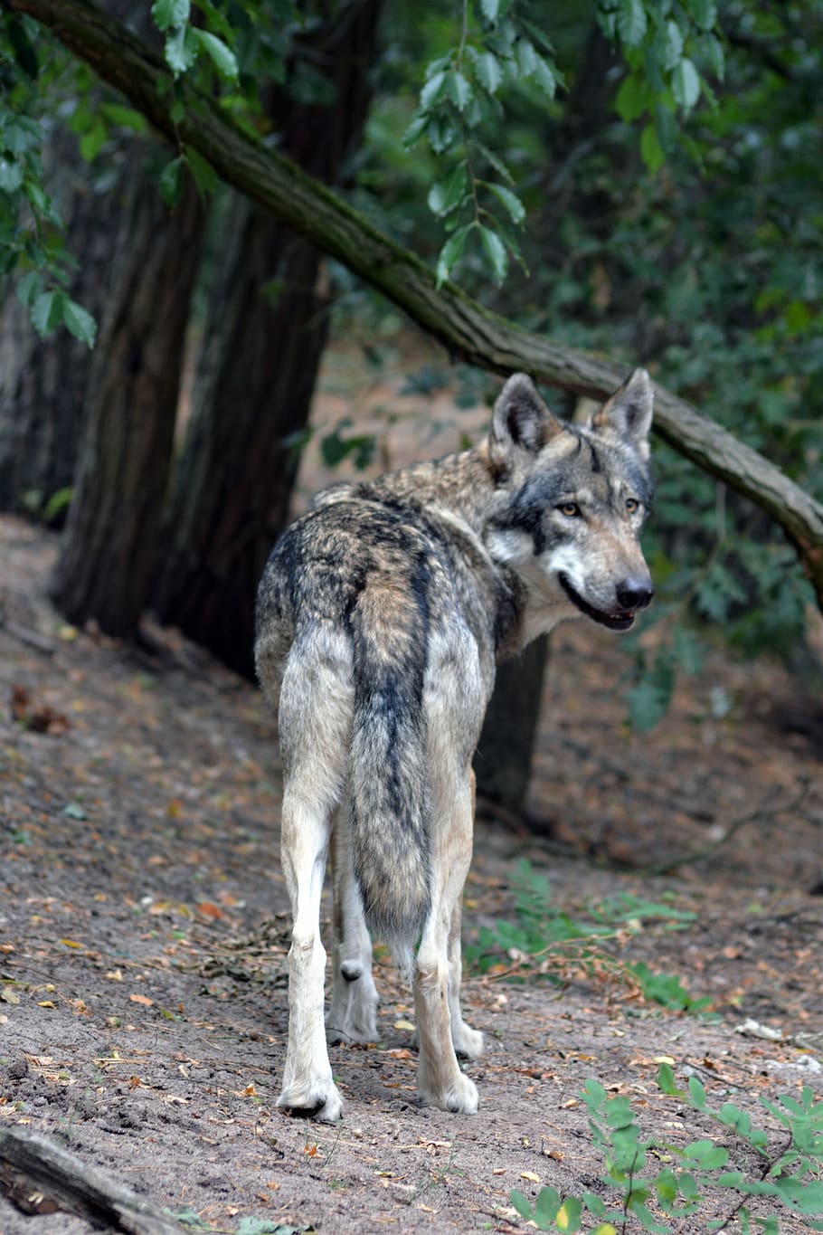wolf, close up, forest, nature, animal world, fur, wilderness HD wallpaper