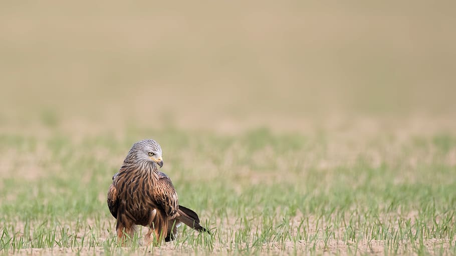 falcon on grass field, animal, buzzard, hawk, kite bird, accipiter, HD wallpaper