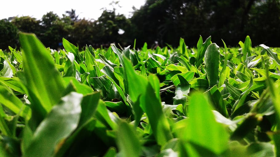 india, mumbai, mumbai university ground, green, leaves, flora