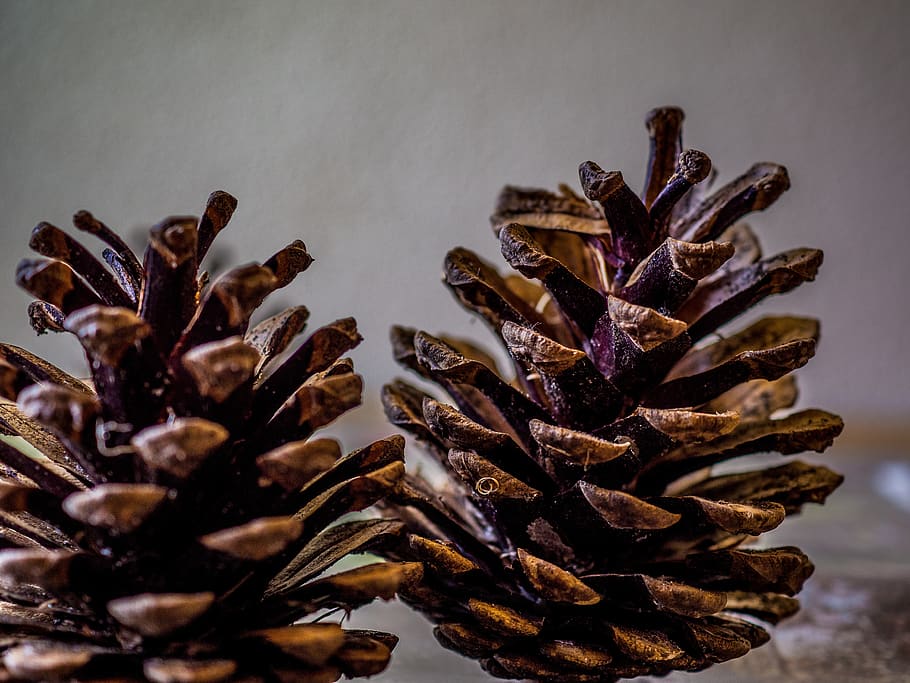 pine cones, autumn, forest, no people, close-up, plant, dry HD wallpaper