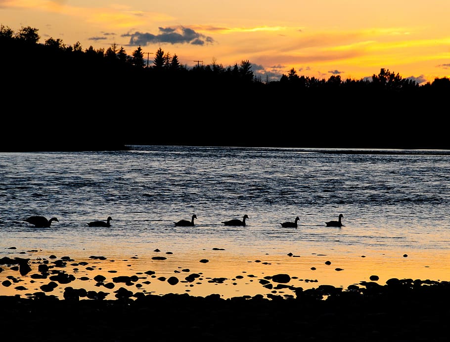 dusk, canadian geese, sunset, river, water, silhouette, sky, HD wallpaper