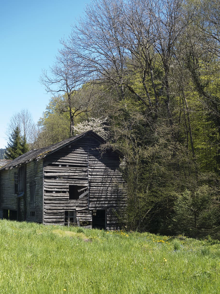 trees, forest, barn, farm, abandonned, ruin, wood, cabin, country HD wallpaper