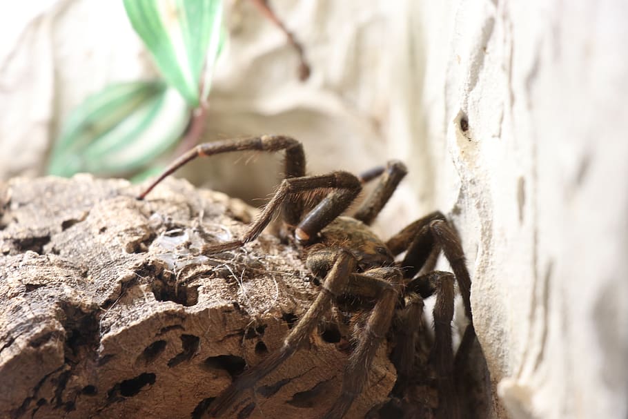 tarantula, spider, close up, crawlers, animal themes, close-up HD wallpaper