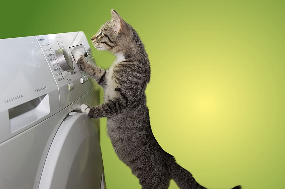 cat, domestic cat, dryer, helper, budget, pet, animal, kitten, HD wallpaper