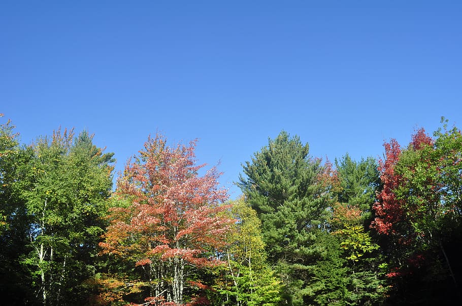 trees, lake, forest, fall, plant, growth, sky, beauty in nature HD wallpaper