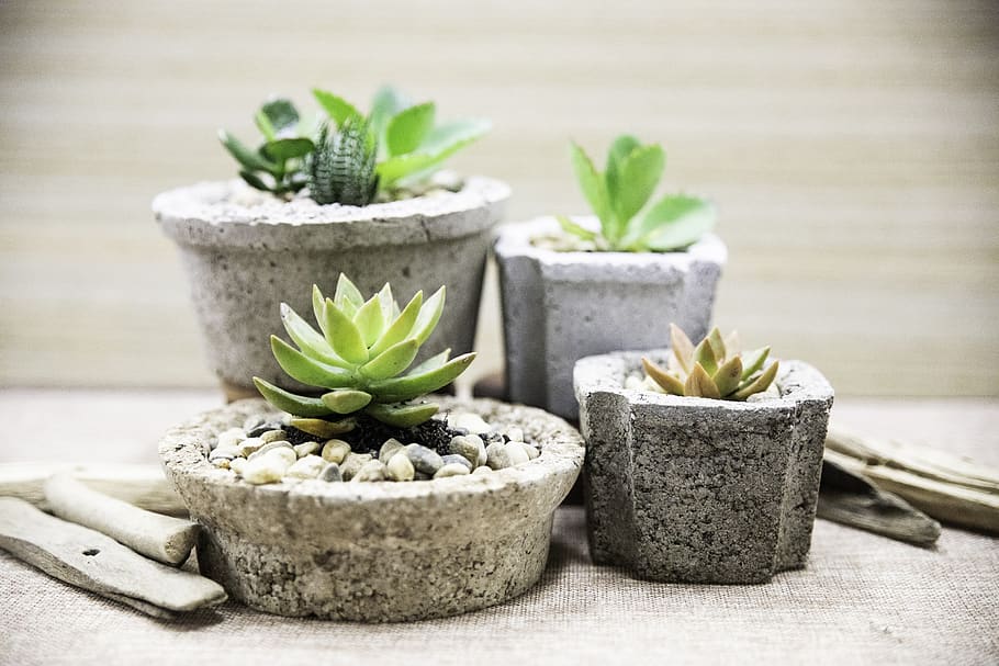 potted succulent plants, potted plant, no people, cactus, green color HD wallpaper