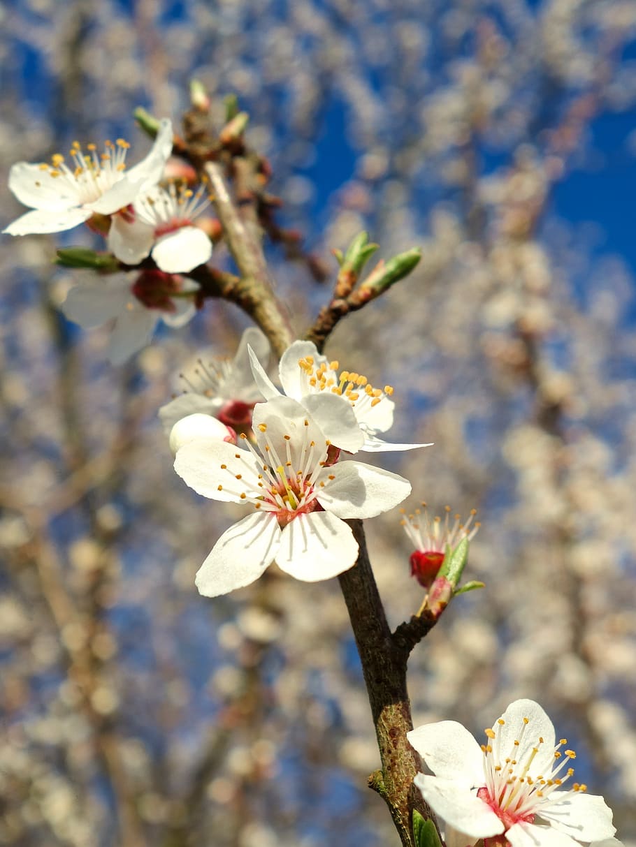 blossom, spring, flora, flower, seasonal, nature, macro, flowering plant HD wallpaper