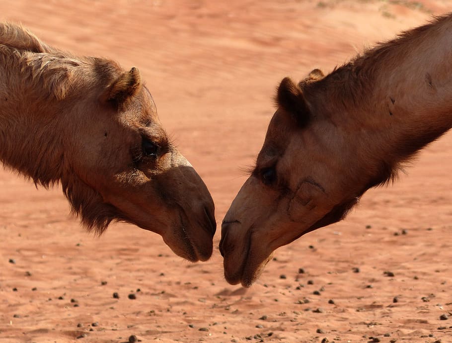 camel, desert, oman, sand, animal, dromedary, mammal, animal themes HD wallpaper