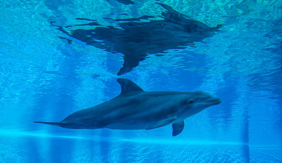 dolphin, swimming, water, underwater, background, desktop, nature, HD wallpaper