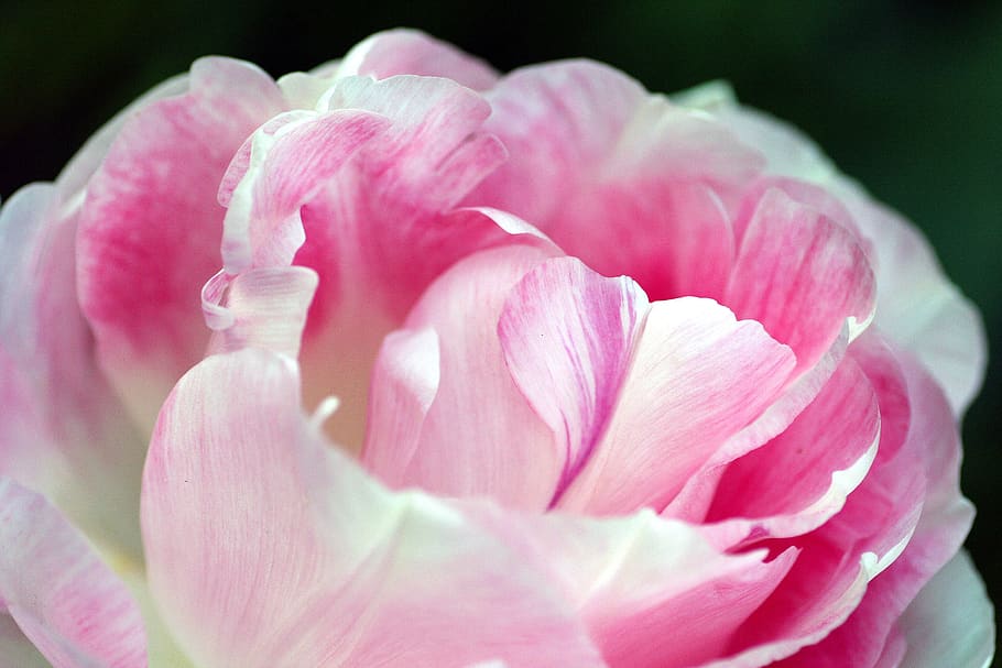 peony, flower, plant, nature, petal, garden, pink, flowering HD wallpaper