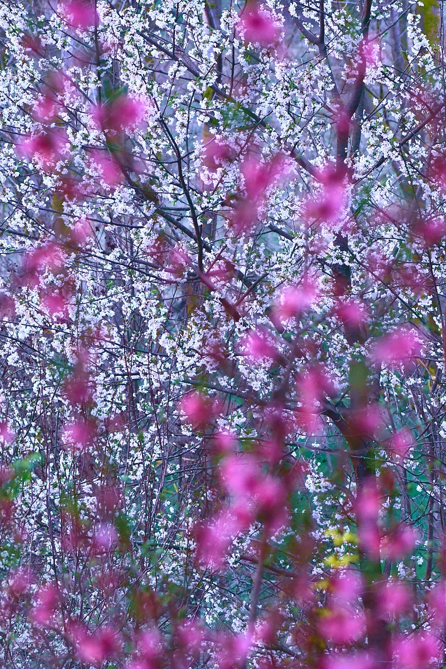 peach cherry, bloom, spring, flowers, colorful, background HD wallpaper