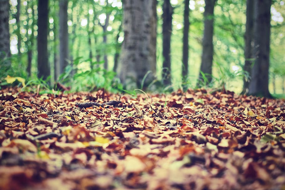 Photography of Dried Leaves, foliage, forest, ground, nature HD wallpaper