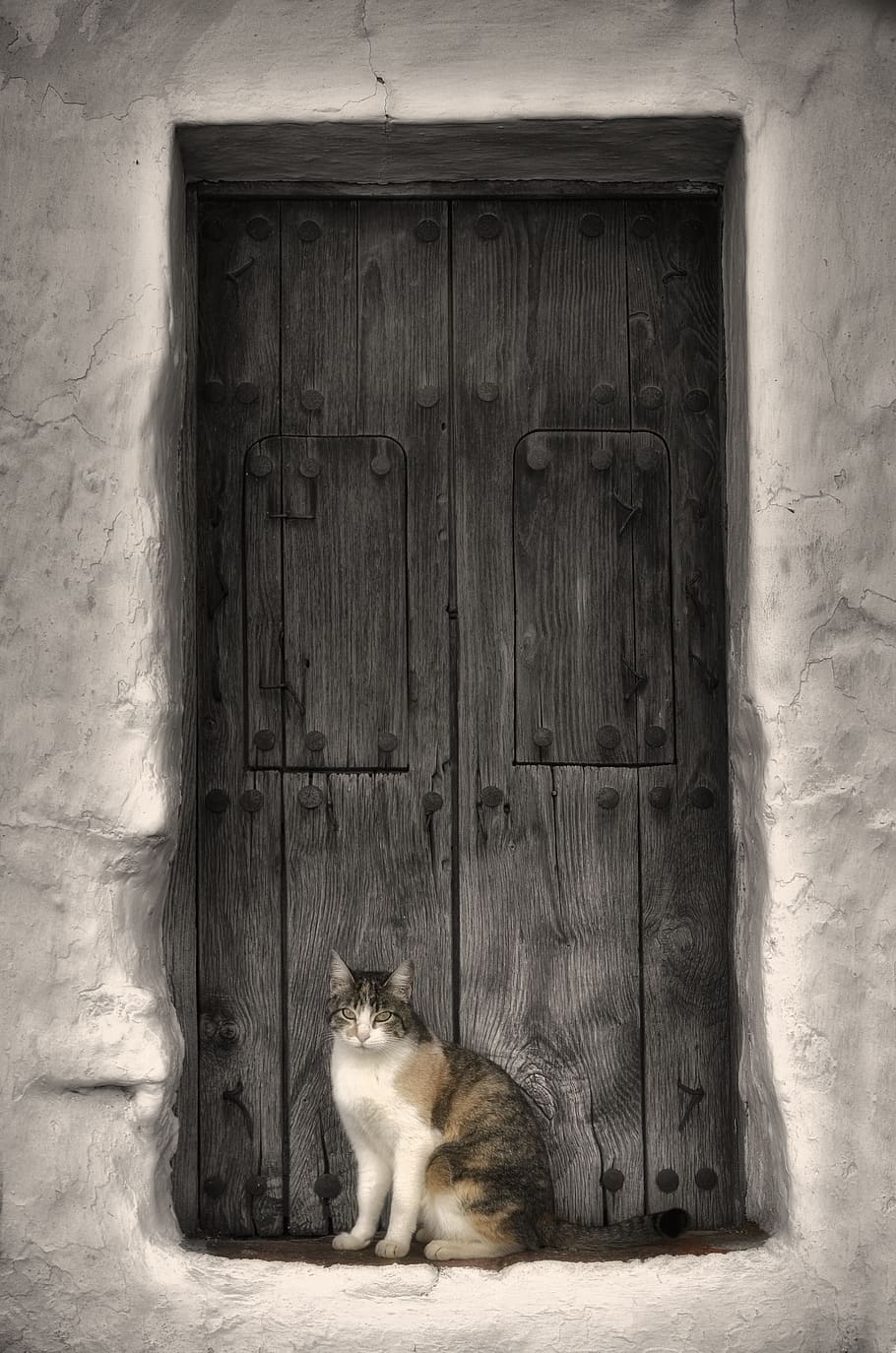 Short-fur White and Black Cat in Front of Door, abandoned, classic