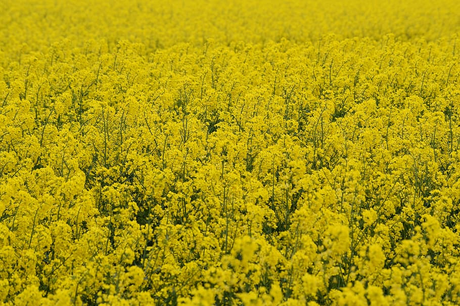 rape, bloom, field, yellow, nature, cultivation, oilseed rape HD wallpaper