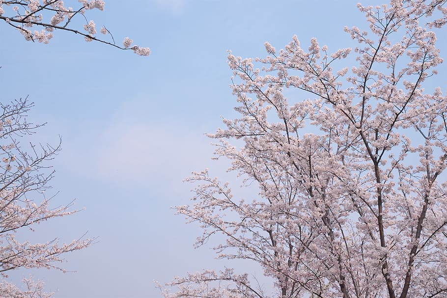 樱花, 金匮公园, sky, tree, low angle view, branch, plant