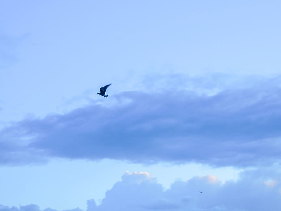 bird, sky, cloud - sky, animal themes, vertebrate, animals in the wild HD wallpaper
