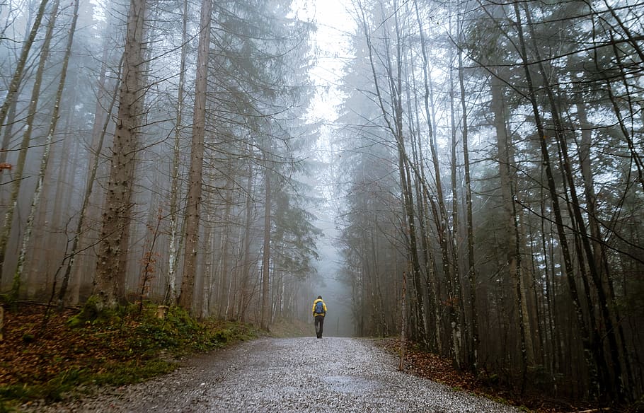 Person Standing Between Tall Trees Surrounded by Fogs, autumn mood forest