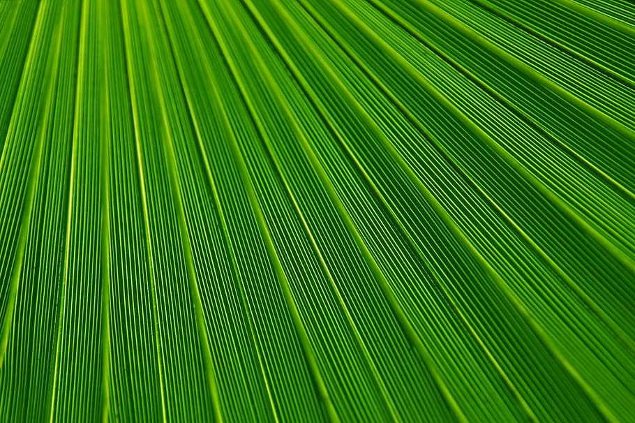 texture, leaf, field, green, abstract, art, organic, green color HD wallpaper